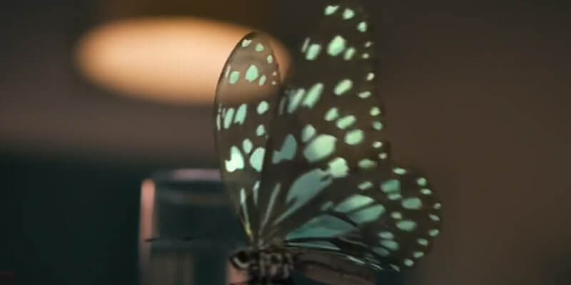 CIGNA “Butterfly”